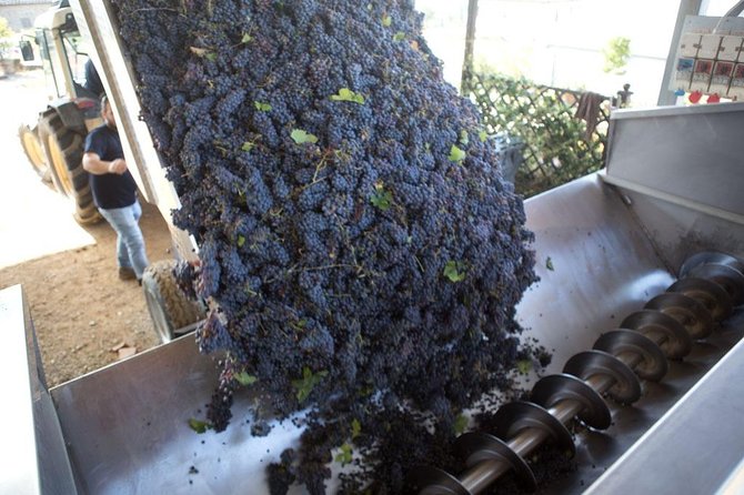 4 Wines Tasting with 2 Tuscan Cheeses & Tour at the winery - The vineyard walk depends on the day