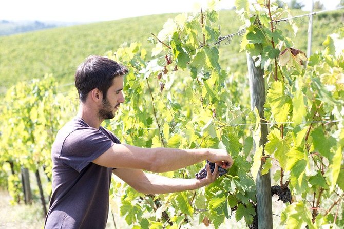4 Wines Tasting with 2 Tuscan Cheeses & Tour at the winery - Who will enjoy Terre di Perseto most?