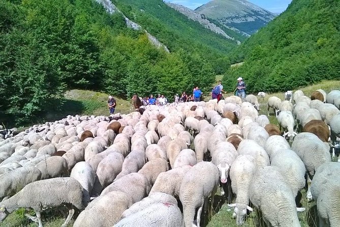 A day with the shepherd milking sheeps and making cheese in the National Park of Abruzzo - Leaving Rome at 7 a.m. for Abruzzo