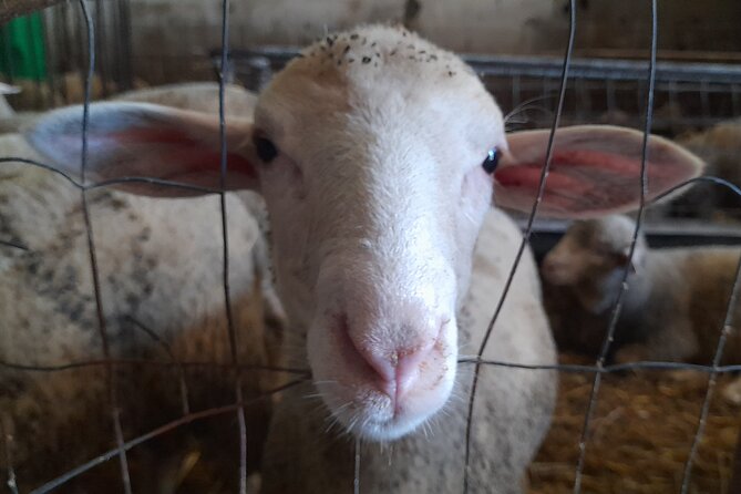 A day with the shepherd milking sheeps and making cheese in the National Park of Abruzzo - Stiffe Caves and Castel del Monte if time allows