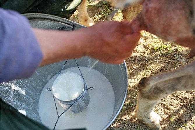 A day with the shepherd milking sheeps and making cheese in the National Park of Abruzzo - Lunch with local products and wine