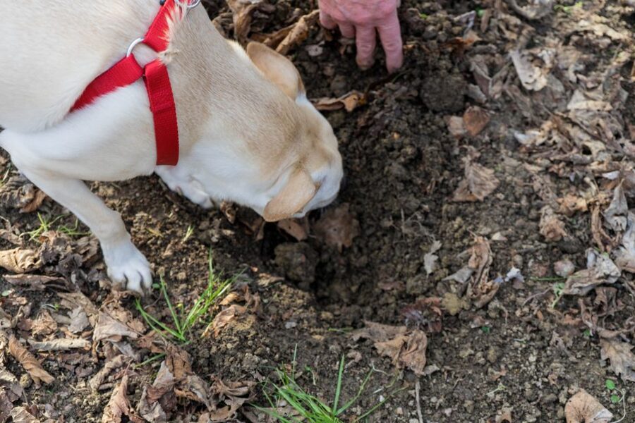 Alba: Truffle Hunting with Cheese, Truffle, & Wine Tastings - Key points at a glance