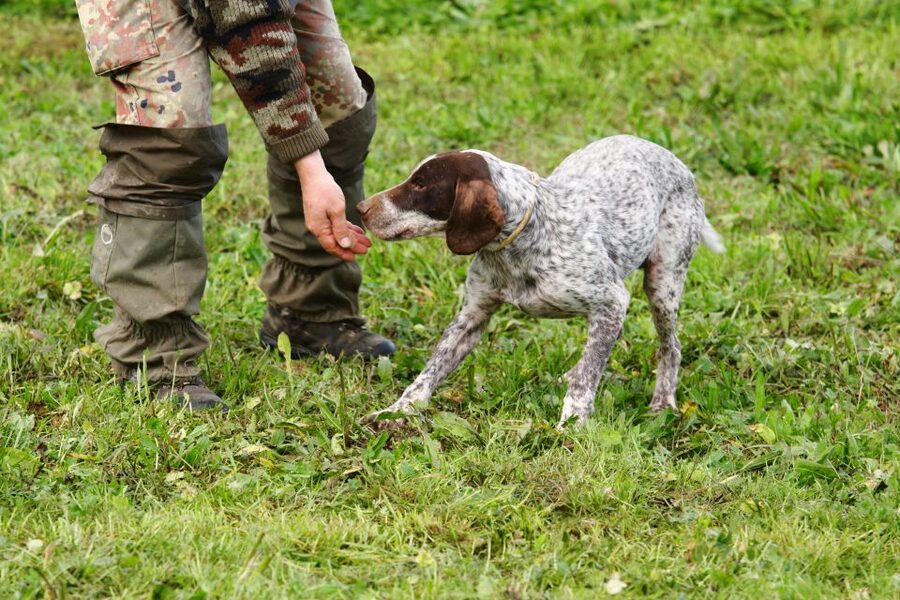 Alba: Truffle Hunting with Cheese, Truffle, & Wine Tastings - Why the dogs are the heart of this Piedmont experience