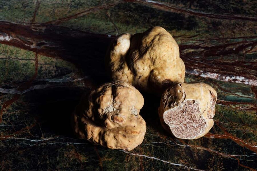 Alba: Truffle Hunting with Cheese, Truffle, & Wine Tastings - Meeting Elio and the English-speaking team
