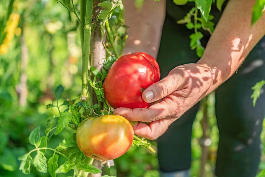 Amalfi Coast: Pizza & Mozzarella Class with Farmhouse visit - Why this Amalfi pizza class feels different