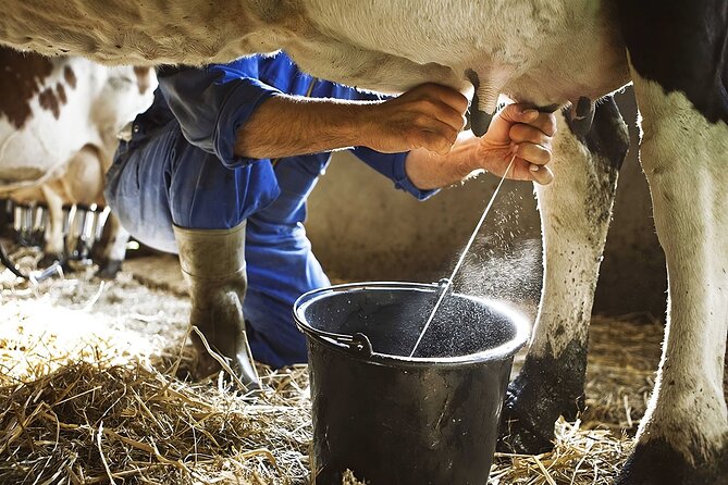 Amalfi: Milk cows, make pasta, mozzarella and tiramisu! - Rolling tagliatelle by hand
