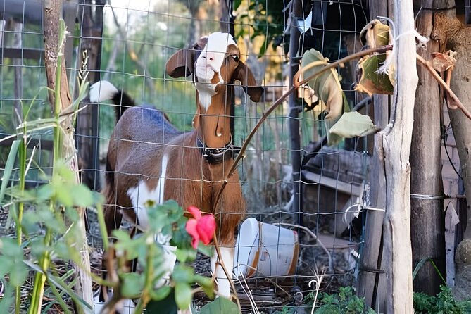 Amalfi: Milk cows, make pasta, mozzarella and tiramisu! - How the location affects your plans