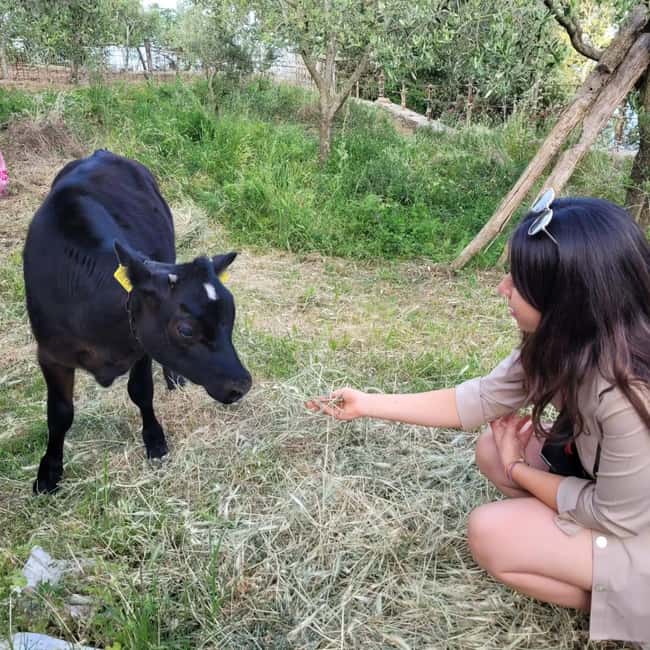 Amalfi: Milk the cows, Make Pasta, Mozzarella and Tiramisù! - Why this Agerola farm class feels different