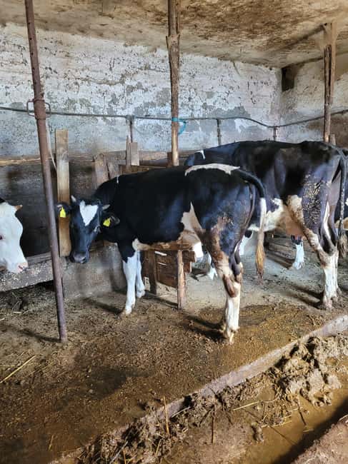 Amalfi: Milk the cows, Make Pasta, Mozzarella and Tiramisù! - Making mozzarella in Agerola