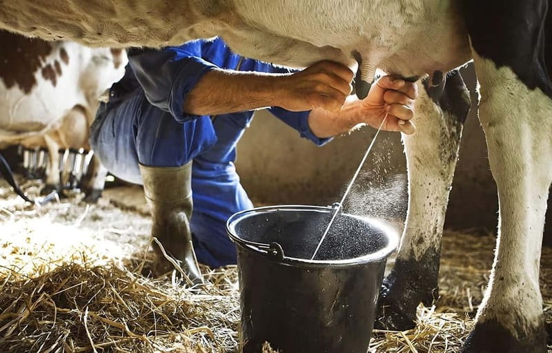 Amalfi: Milk the cows, Make Pasta, Mozzarella and Tiramisù! - The cow visit comes first, with one practical catch