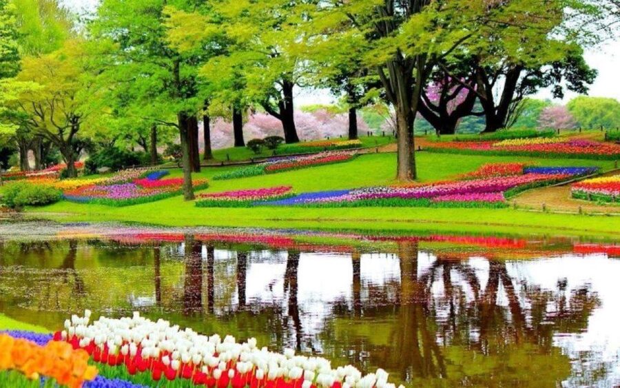 Amsterdam: Private tour Tulips, Keukenhof, Windmill & Cheese - A full day from Amsterdam to the Dutch bulb fields