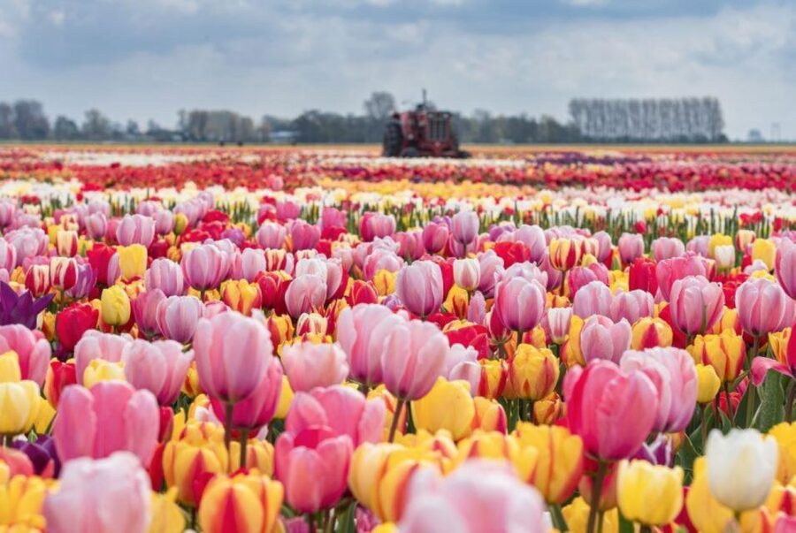 Amsterdam: Private tour Tulips, Keukenhof, Windmill & Cheese - Who should book this day trip?