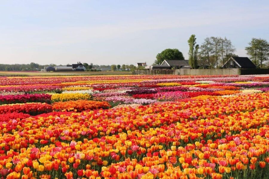 Amsterdam: Private tour Tulips, Keukenhof, Windmill & Cheese - Practical details before you reserve