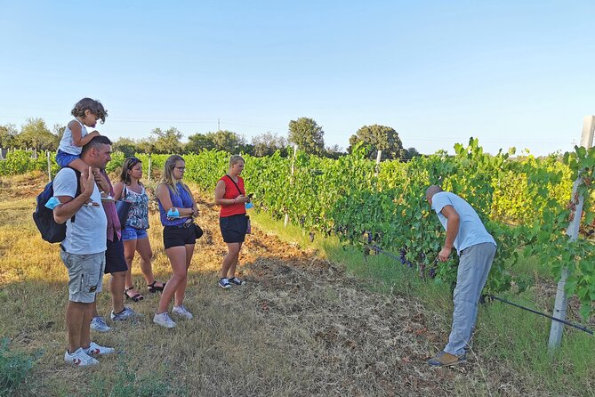 Archeology, visit to a vineyard and wine and pecorino cheese tasting - Why this Orosei outing works so well