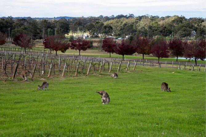 Award-Winning Hunter Valley Wine & Cheese Tour from Sydney - Who should book this day trip?
