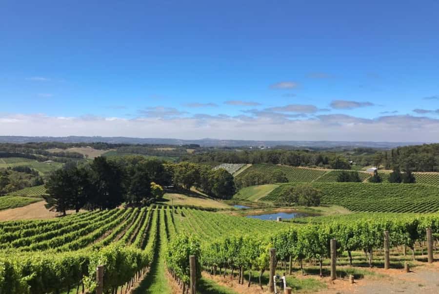 Barossa Valley Gourmet Food & Wine Tour - Key points at a glance