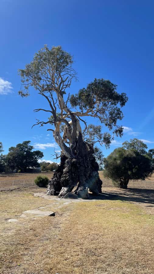 Barossa Valley Gourmet Food & Wine Tour - A long gourmet lunch with wine
