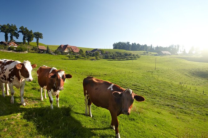Bern Small-Group Day Trip from Zurich Including Cheese Tasting - Guides shape the experience
