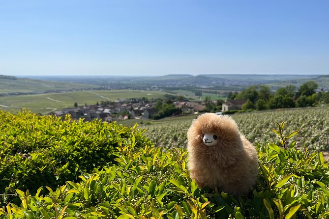 Burgundy Wine & Cheese Tasting Private Day Trip 15 glasses - Is the $1,553.31 price good value?