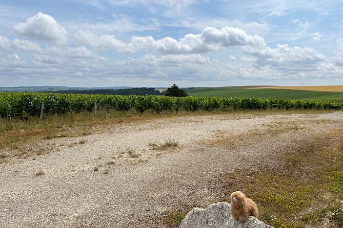 Burgundy Wine & Cheese Tasting Private Day Trip 15 glasses - Who will enjoy this Burgundy day trip?