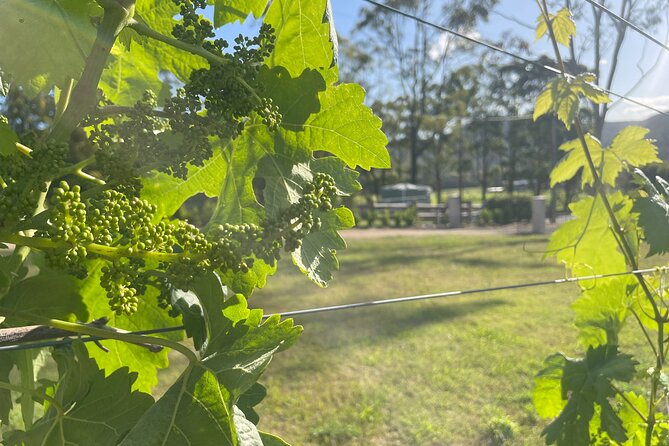 Cael’s Gate Wine and Cheese Tasting in Hunter Valley - What the $17.93 price delivers