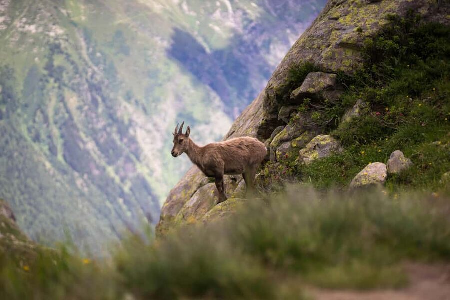 Chamonix: Sunset Hike & Fondue in the Alpine Land with Guide - The first 90 minutes: walking into the evening