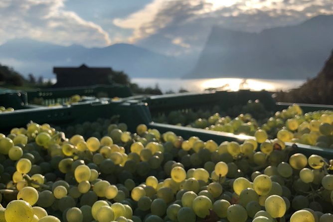 Cheese, Chocolate and Wine in the Bern Region from Luzern - Starting in Lucerne at 9:30 a.m.