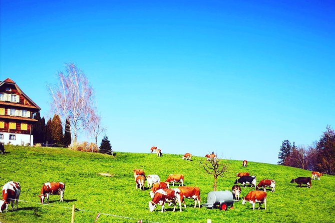 Cheese, Chocolate and Wine in the Bern Region from Luzern - Gruyères Village, Castle Views, and Meringues