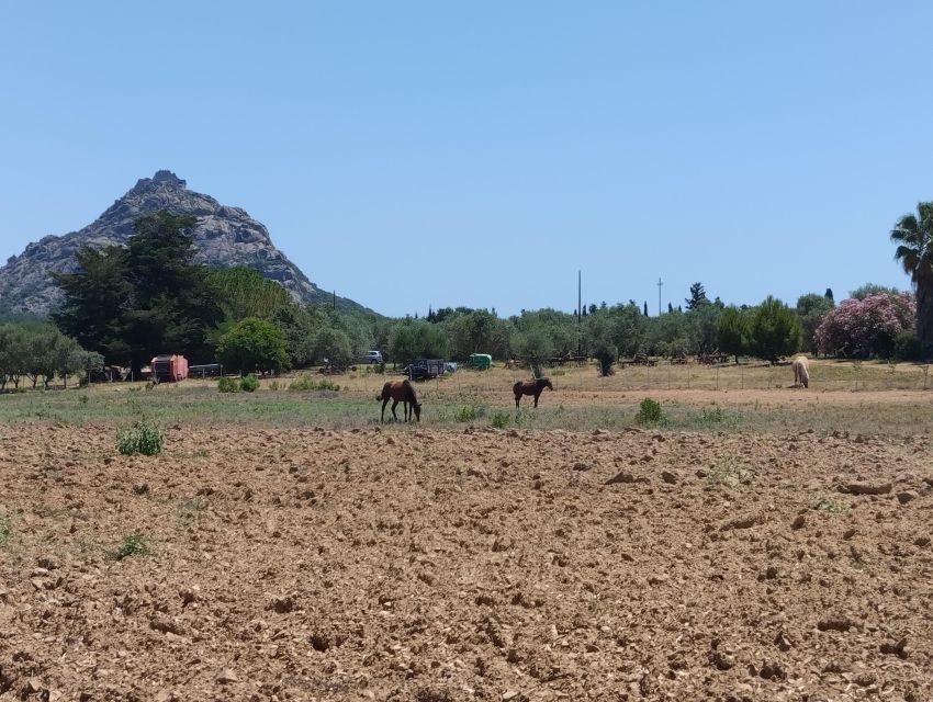 Cheese Making and Tasting Tour from Cagliari with Lunch - Walking through animals, grain, vines, and olive trees