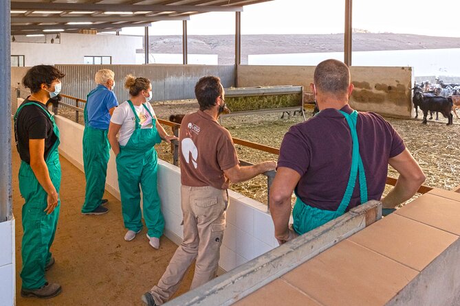Cheese Making Workshop in Fuerteventura with Breakfast - Feeding goats and learning to milk