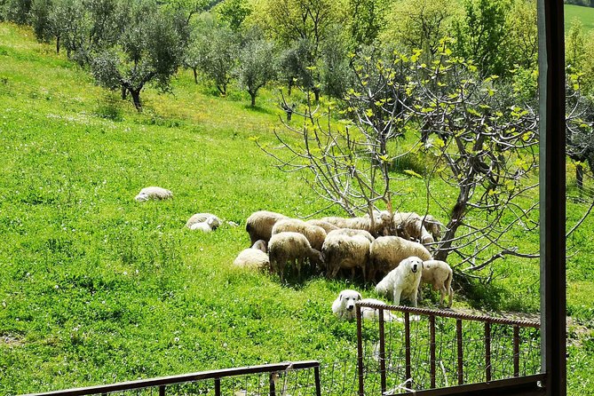 Cheese & ricotta making – Teramo (Abruzzo) Italy - The practical shape of the morning