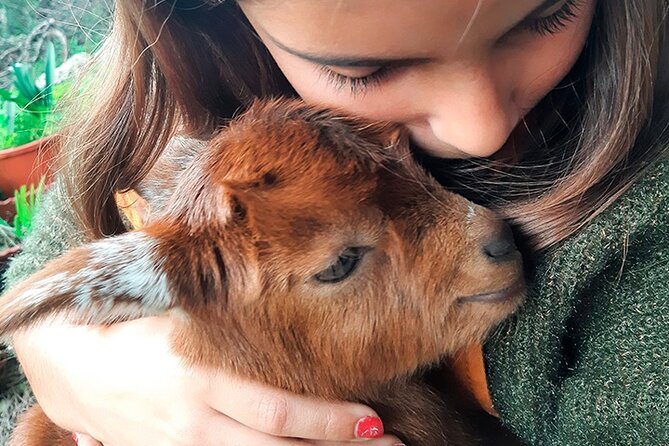Cheese Walk & Atelier with a Goat Shepherd in Aoleão - Key points to know before booking