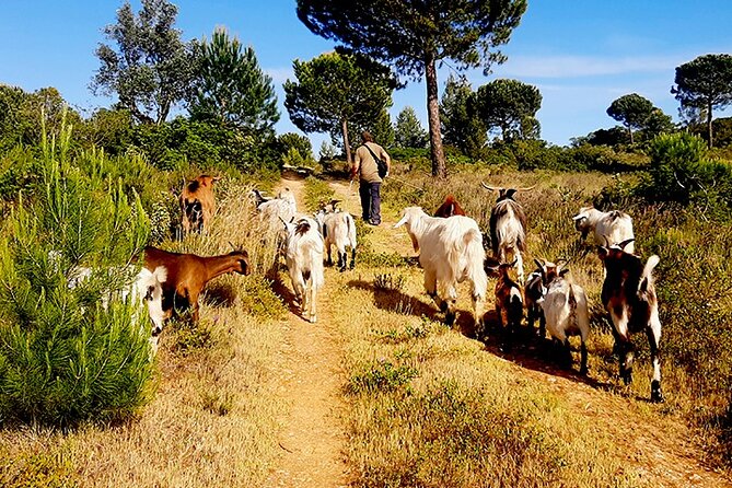Cheese Walk & Atelier with a Goat Shepherd in Aoleão - Why the private format matters