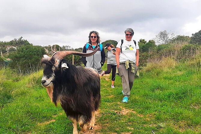Cheese Walk & Atelier with a Goat Shepherd in Aoleão - Who will enjoy this most