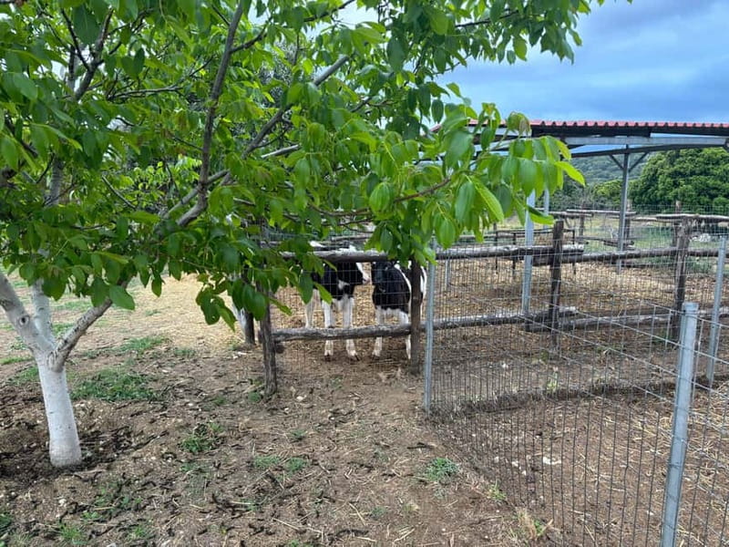 Crete: Farm Visit with Cheese Tasting and Milking Experience - Practical details that affect your visit