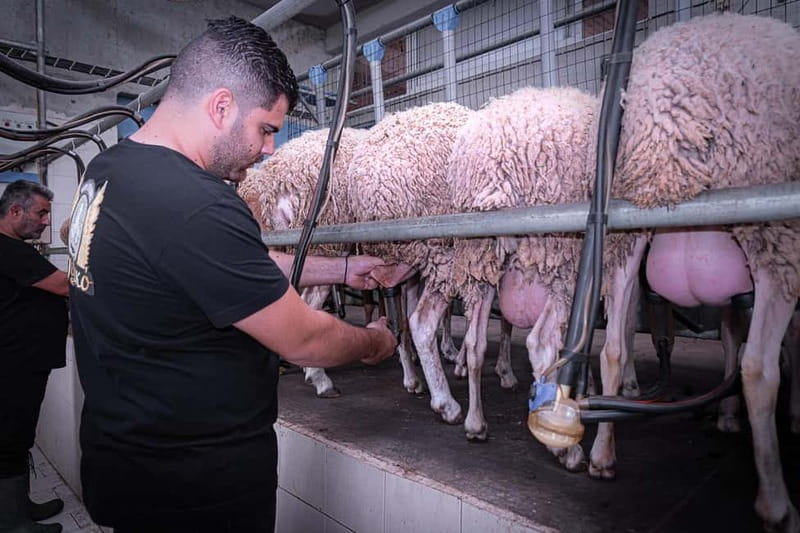 Crete: Farm Visit with Cheese Tasting and Milking Experience - Milking goats and sheep by hand