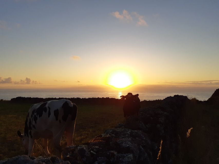Dairy farm Visit and Cow Milking Experience in Azores - Key points to know before booking
