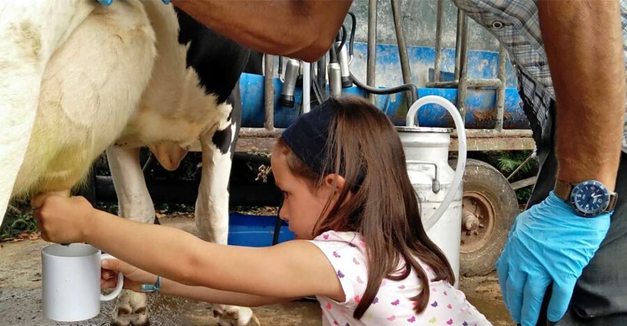 Dairy farm Visit and Cow Milking Experience in Azores - A private home tasting of cheese and wine
