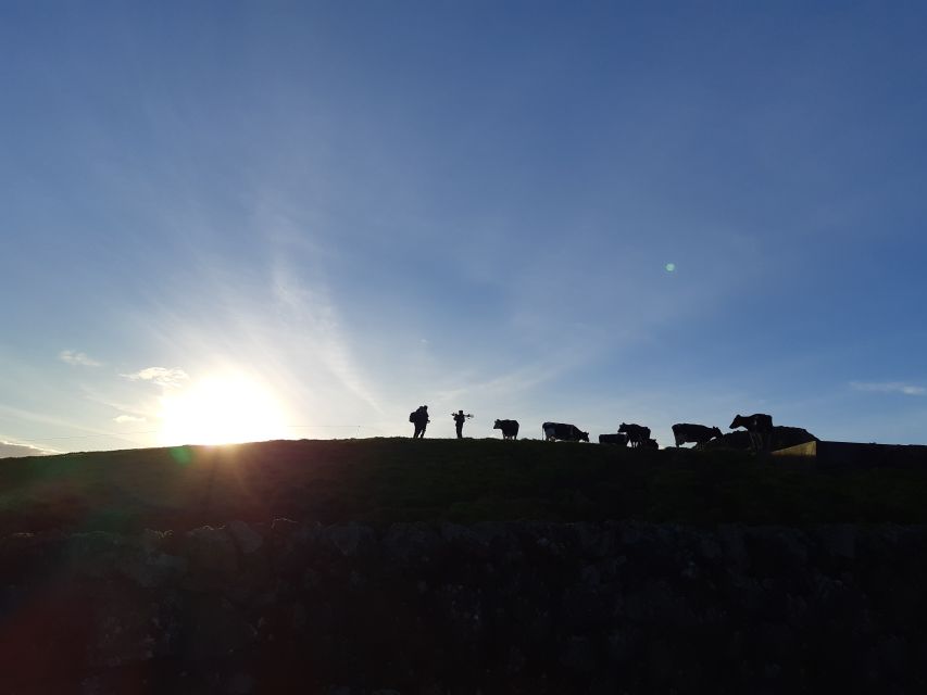 Dairy farm Visit and Cow Milking Experience in Azores - What makes Vítor a useful guide