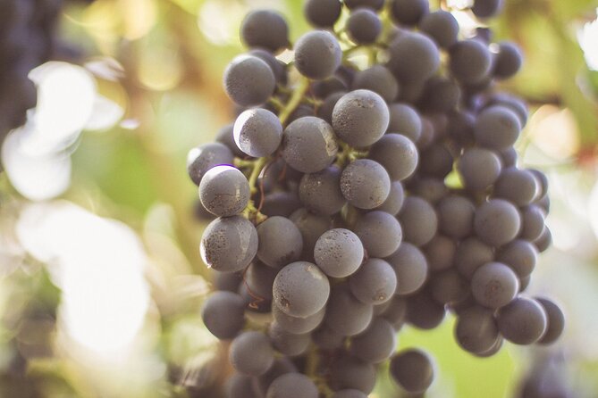 Deluxe Experience: Mozzarella, Oil and Wine Tasting on the Amalfi Coast - Campinola, vineyards, and the longest tasting