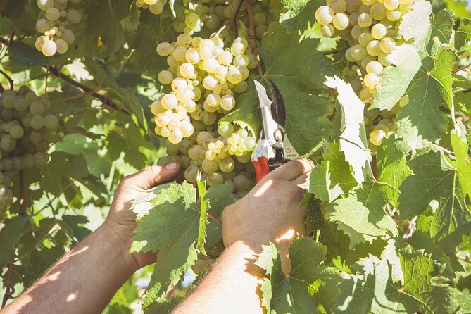 Deluxe Experience: Mozzarella, Oil and Wine Tasting on the Amalfi Coast - Sorting out the route and the timing
