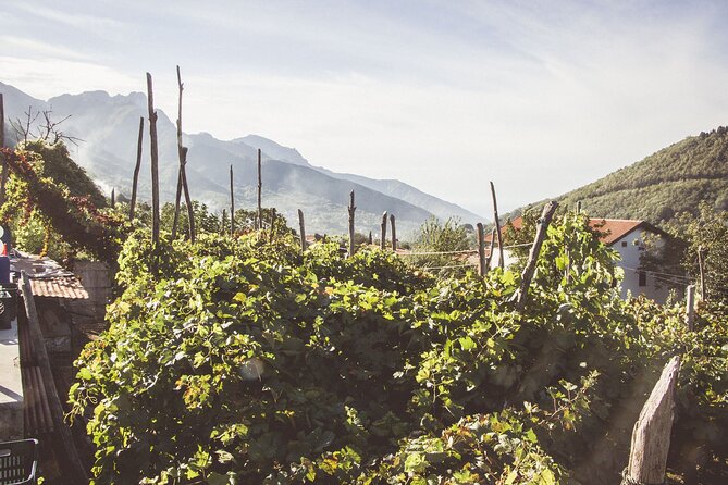 Deluxe Experience: Mozzarella, Oil and Wine Tasting on the Amalfi Coast - Who will get the most from this experience