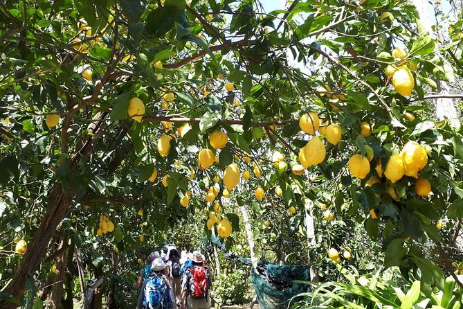 DISCOVER SORRENTO, food &Walking tour . Lemons-cheese&olive oil - What the $68.48 price gets you