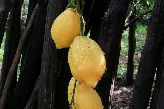 DISCOVER SORRENTO, food &Walking tour . Lemons-cheese&olive oil - Learn what makes Sorrento’s lemons special