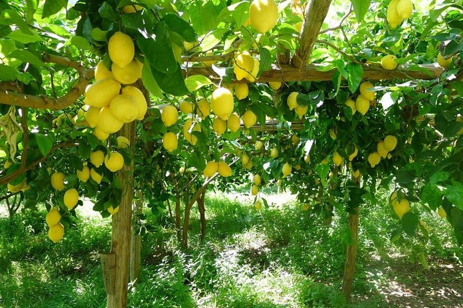 Discover Sorrento with food tasting and walking Tour - Via San Nicola and Sorrento’s older center