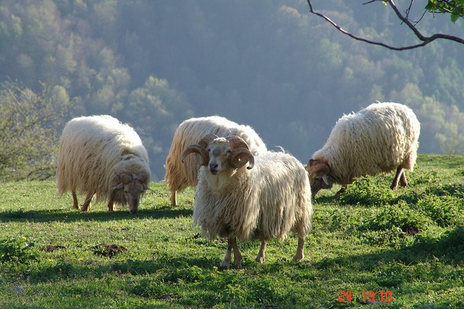 Discover the Art of Idiazabal Cheese in the Basque Country - Cheese tasting with Basque cider
