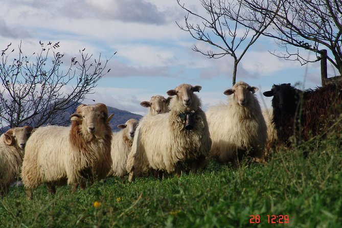 Discover the Art of Idiazabal Cheese in the Basque Country - Why the private transport affects the value