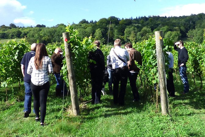 English Wine and Cheese Tour from London - Six English wines and six English cheeses at Silcocks Farm