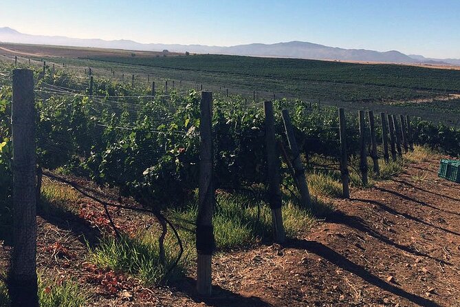 Ensenada Shore Excursion: Wine and Cheese Tour with Lunch in Ojos Negros Valley - Timing, language, and cruise-ship safety