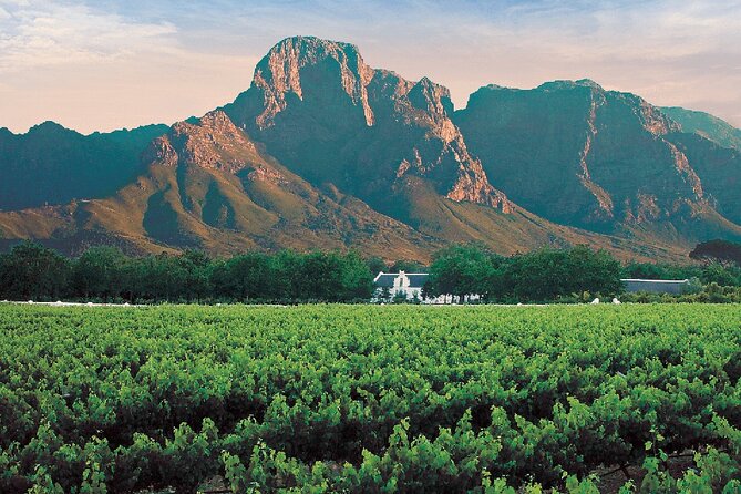 Experience 16 Wine Tasting & 6 Cheese Pairing across 3 Vineyards - Vredenheim: vineyard views, animals, and optional big cats
